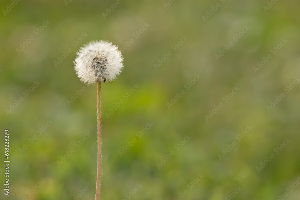 White dandelion on a blurred green background White dandelion on a blurred green background