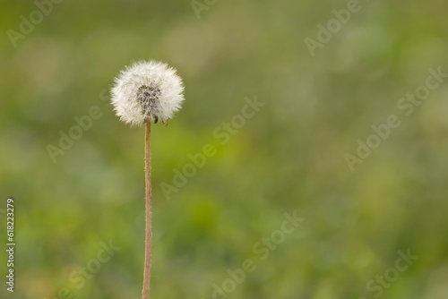 White dandelion on a blurred green background