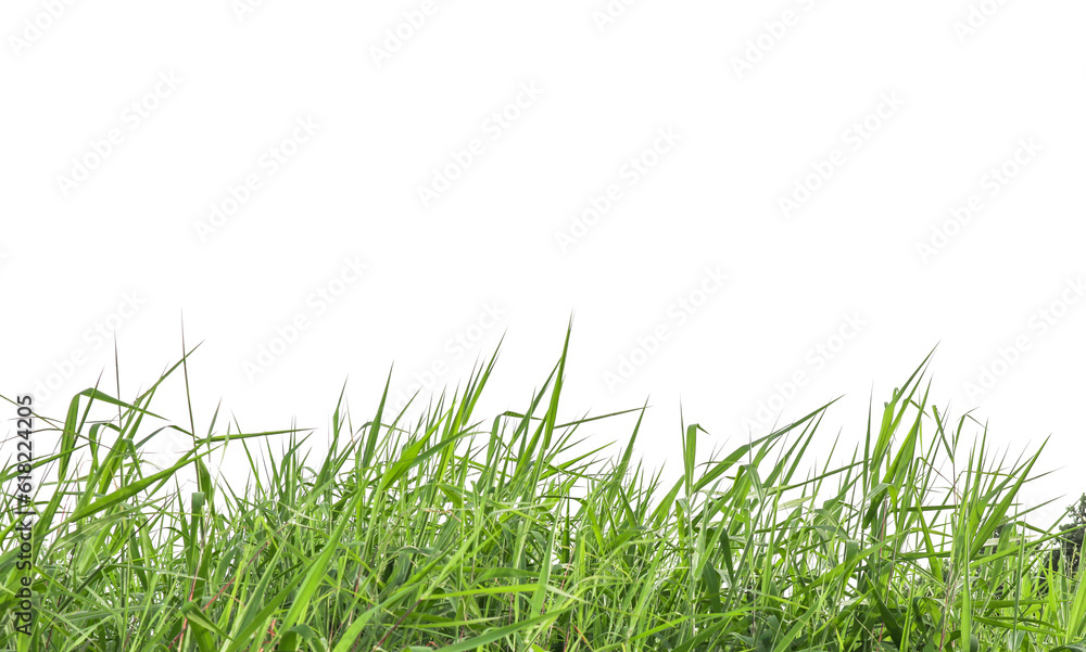 Isolated green grass bushes and copy space with clipping paths on white background Isolated green grass bushes and copy space with clipping paths on white background
