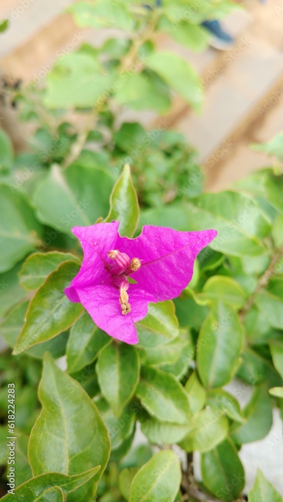 pink and purple flower