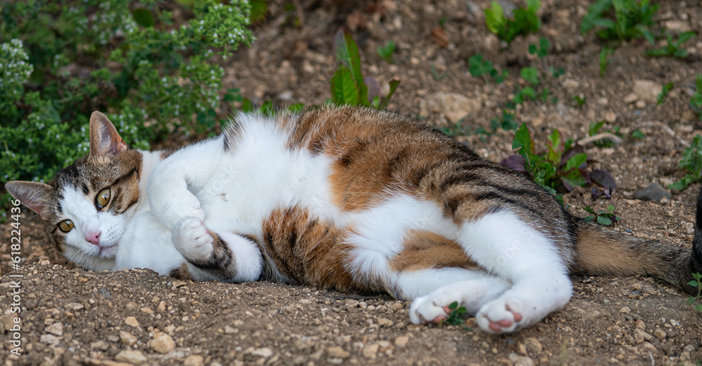 house cat lying on soil in the garden house cat lying on soil in the garden