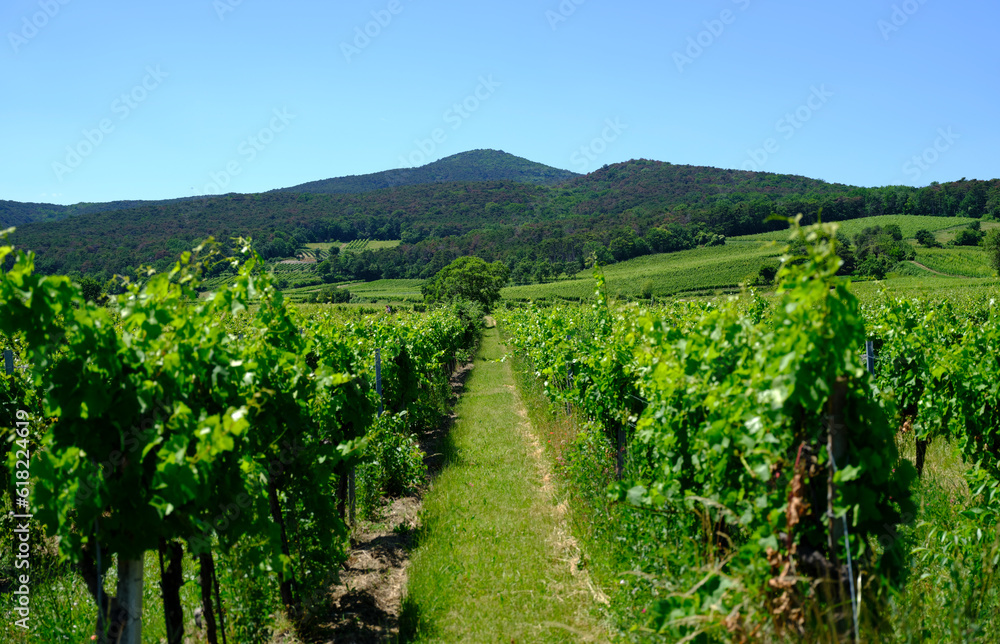 green vineyards landscape in summer time