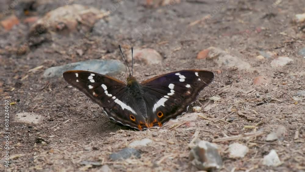 Purple Emperor Butterfly Feeding on the Ground Purple Emperor Butterfly Feeding on the Ground