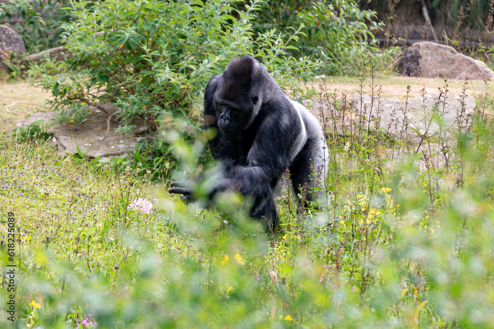 Naklejka premium silver back mountain gorilla 