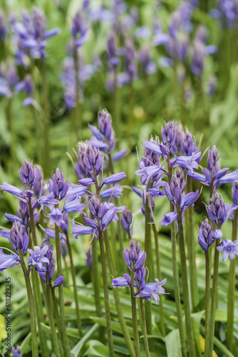 A beautiful close-up shot of a beautiful Purple Bells in all its fragrant freshness  horticulture and landscaping concept illustration.