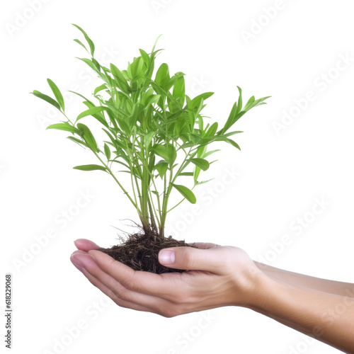 hands holding a plant isolated on transparent background cutout