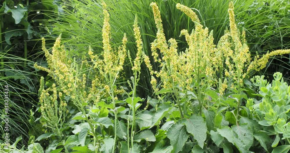(Verbascum nigrum) Schwarze Königskerze oder Dunkel-Königskerze mit gelben Blütenständen, rot gefleckte an hohen Stielen zitternd im Wind
(Verbascum nigrum) Schwarze Königskerze oder Dunkel-Königskerze mit gelben Blütenständen, rot gefleckte an hohen Stielen zitternd im Wind