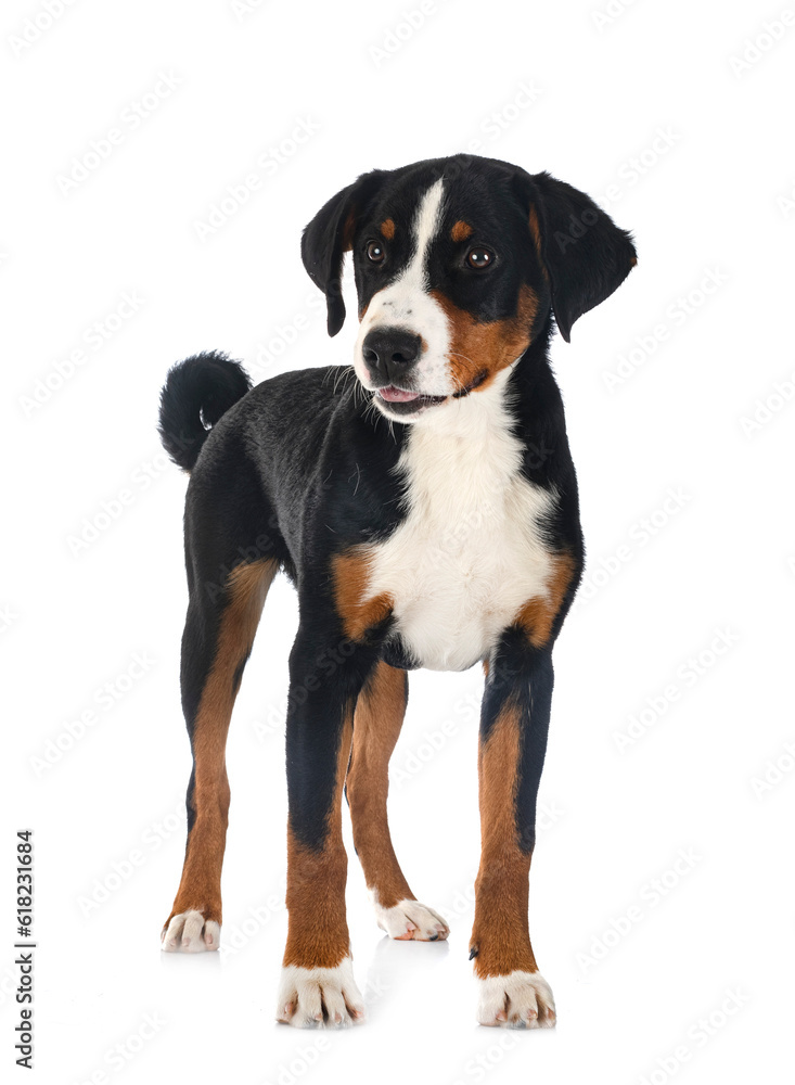 puppy Appenzeller Sennenhund puppy Appenzeller Sennenhund
