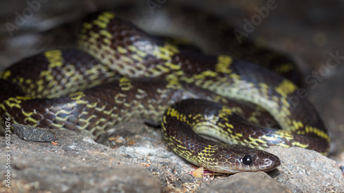 A photo of a coiled up TRAVANCORE WOLF SNAKE  from Amboli Ghat in Maharashtra India. The species is called Lycodon travancoricus. photo