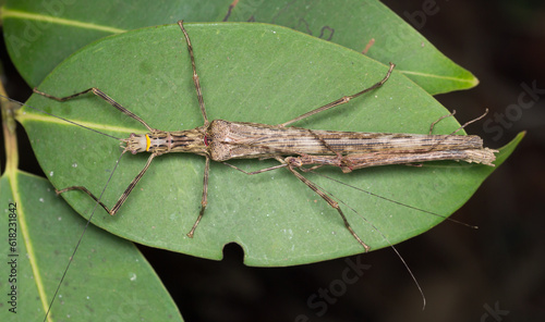 Photography A top down view of a mating pair of stick insect on a green leaf shot in Amboli
