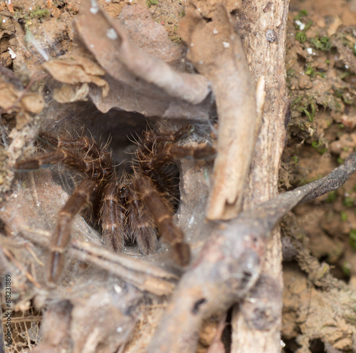 Photography A macro photo of a ground tarantula spider shot in Amboli Ghat in Maharashtra India