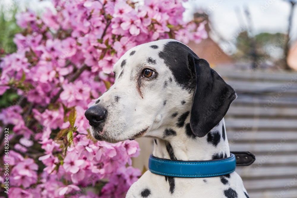 Dalmatian posing against pink cherry blossom tree in background, pets, leisure and lifestyle concept illustration.