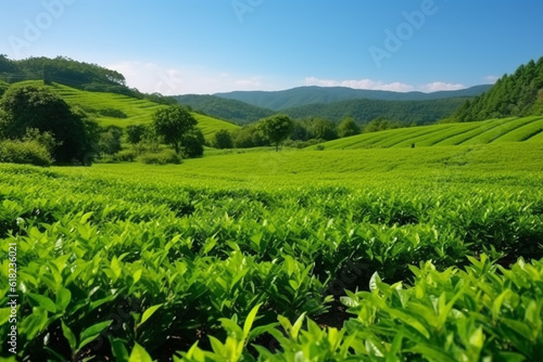 Green Tea field plantation with beautiful wide angle with blue sky.Generative Ai.