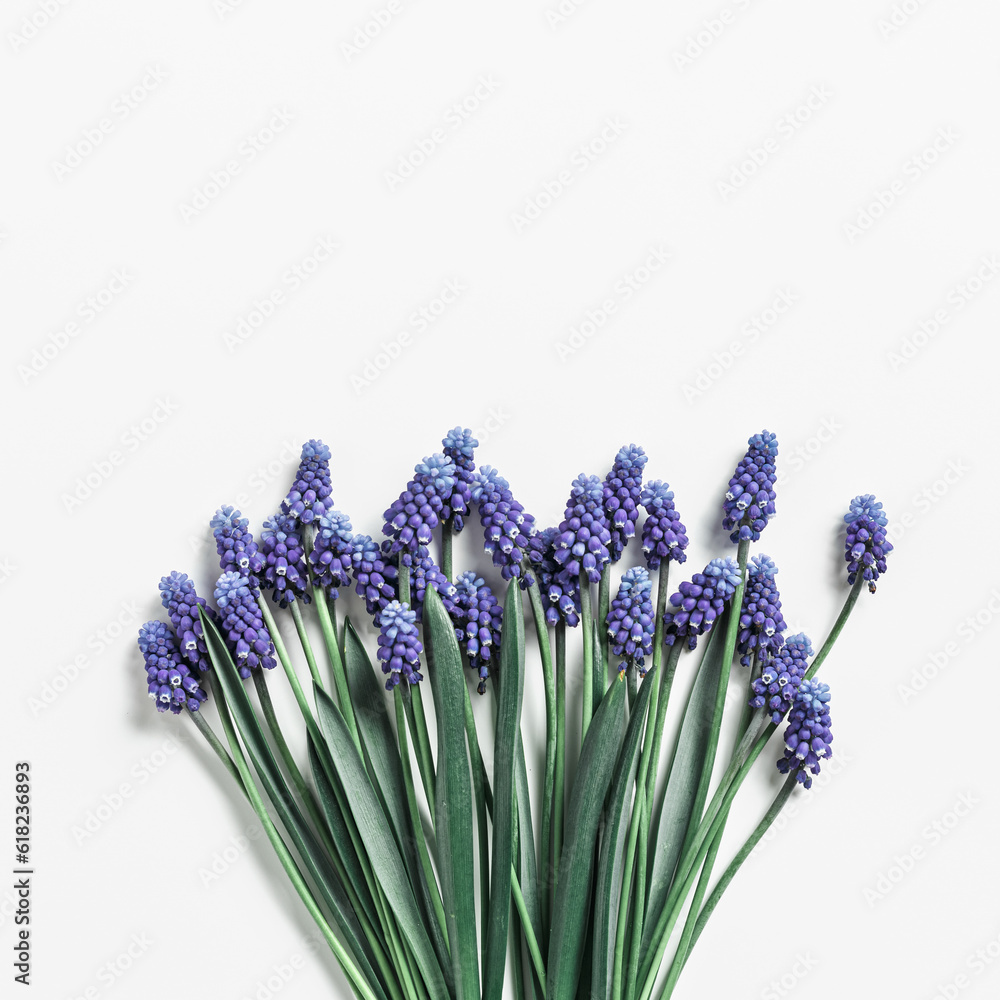 Fototapeta premium Spring flowery minimal flat lay from Muscari flowers. Blue blooming florets on white background, copyspace. Beautiful spring flower grape hyacinth close-up, delicate blooms bouquet, aesthetic