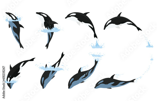 Orca animation in water set. Cartoon animal design. Ocean mammal orca isolated on white background. Whale killer jumping, predator fish illustration