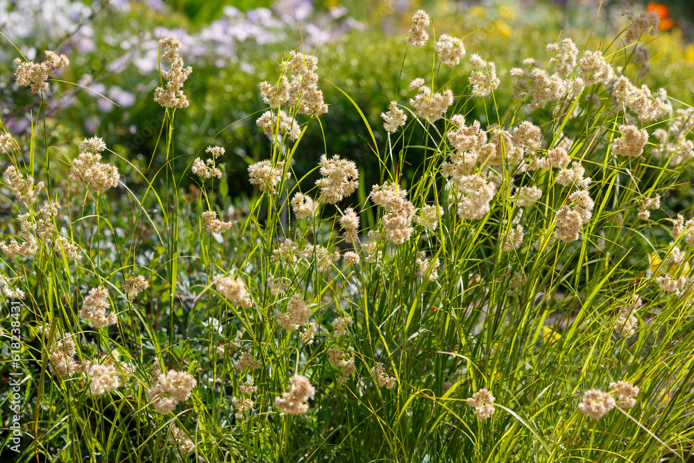 Fototapeta premium Luzula nivea, commonly known as snow-white wood-rush, snowy wood-rush and lesser wood-rush