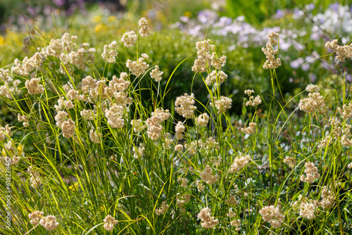 Photography Luzula nivea, commonly known as snow-white wood-rush, snowy wood-rush and lesser