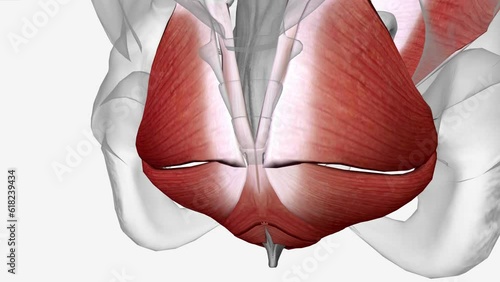 Female Surrounding Muscle Groups, Pelvic floor