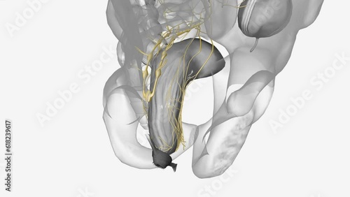 The inferior hypogastric plexus is a bilateral structure situated on either side of the rectum, lower part of the bladder, photo