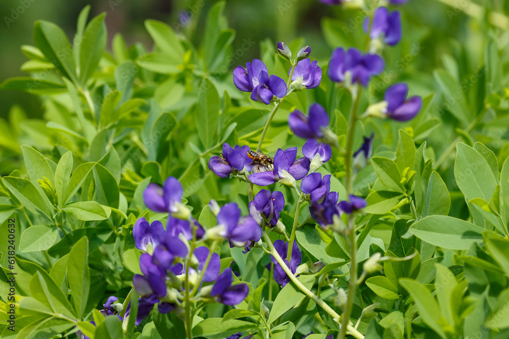 Baptisia ( lat. Baptisia ) is a genus of flowering plants belonging to the legume family ( Fabaceae ) Baptisia ( lat. Baptisia ) is a genus of flowering plants belonging to the legume family ( Fabaceae )