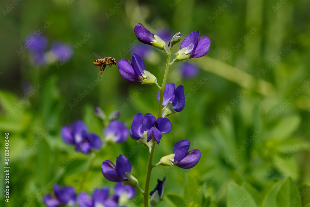 Baptisia ( lat. Baptisia ) is a genus of flowering plants belonging to the legume family ( Fabaceae ) Baptisia ( lat. Baptisia ) is a genus of flowering plants belonging to the legume family ( Fabaceae )