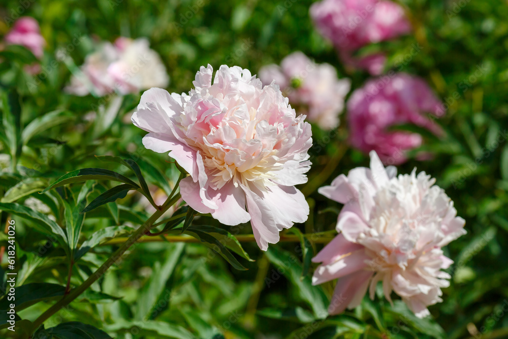 Beautiful pink peony flowers on a Sunny day in the garden. Floral background.
