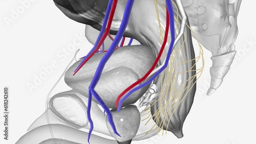 Neurovasculature,Inferior vesical vessels photo