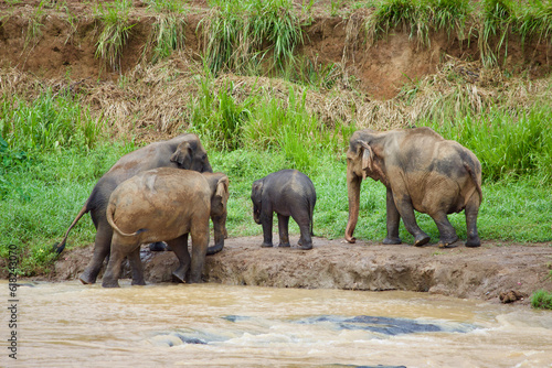 Photography Sri Lankan Elephants