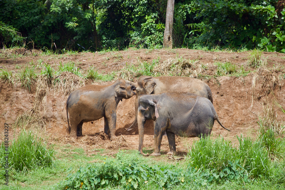 Obraz premium Sri Lankan Elephants 