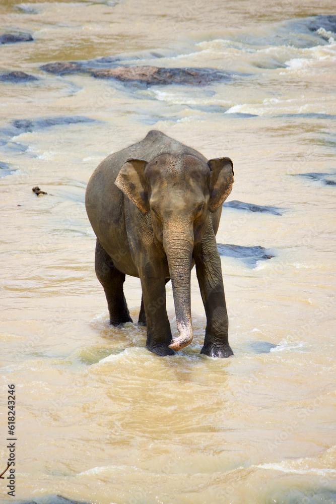 Obraz premium Sri Lankan Elephants