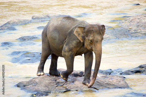 Sri Lankan Elephants 