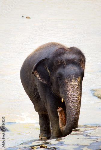 Sri Lankan Elephants 