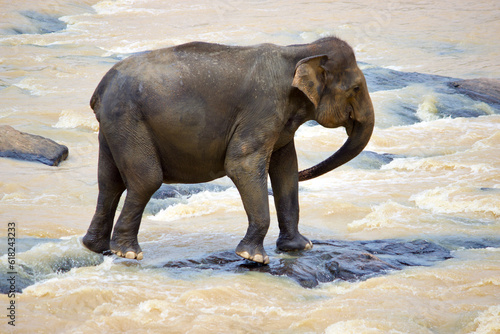 Sri Lankan Elephants 