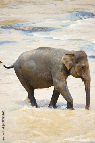 Sri Lankan Elephants 