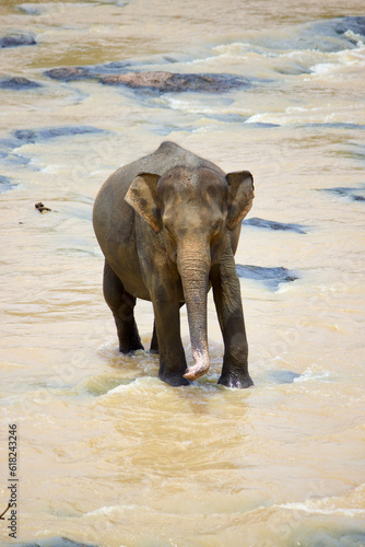 Sri Lankan Elephants 