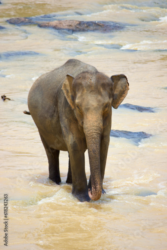 Sri Lankan Elephants 