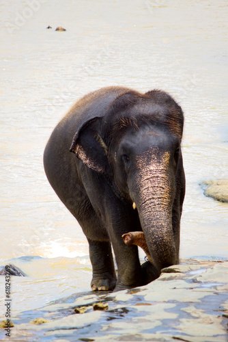 Sri Lankan Elephants 