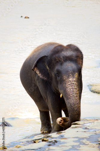 Sri Lankan Elephants 