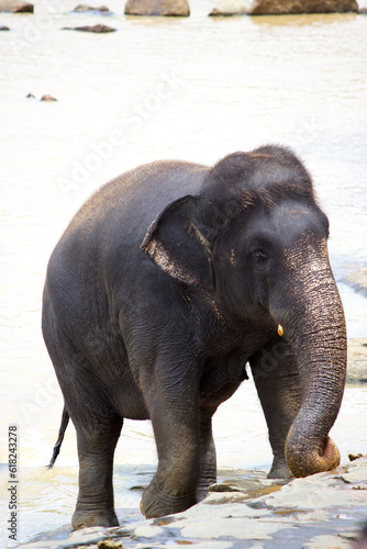 Sri Lankan Elephants 