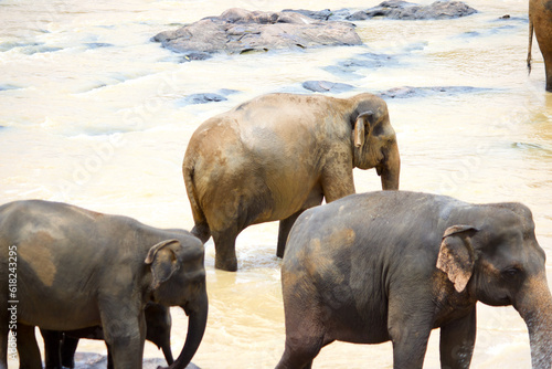 Sri Lankan Elephants 