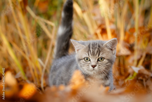 Katze, Kätzchen spielt im Garten im Herbstlaub, goldener Gerbst