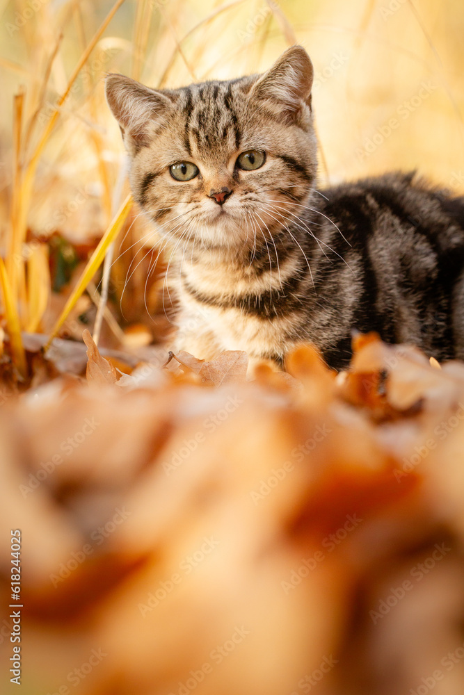 Fototapeta premium Katze, Kätzchen spielt im Garten im Herbstlaub, goldener Gerbst