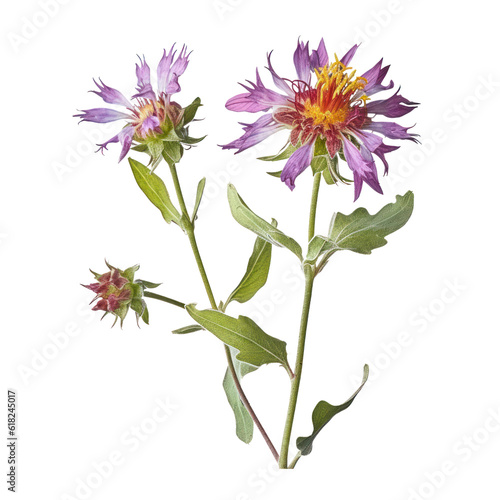 purple flowers watercolor isolated on transparent background cutout