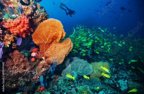 Silhouette of scuba diver exploring coral reef.