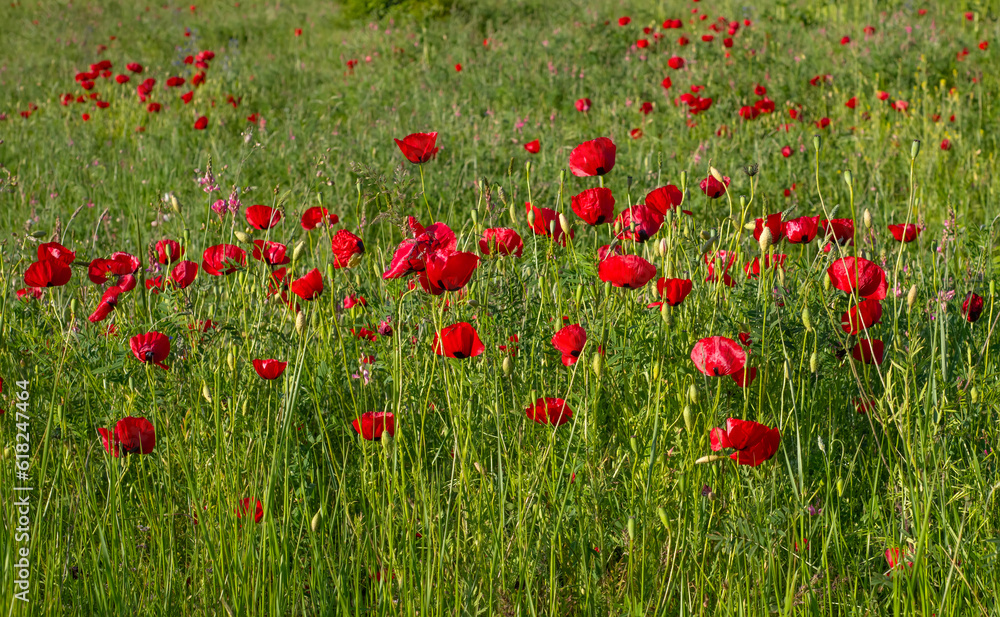 A beautiful field of vibrant red poppy flowers