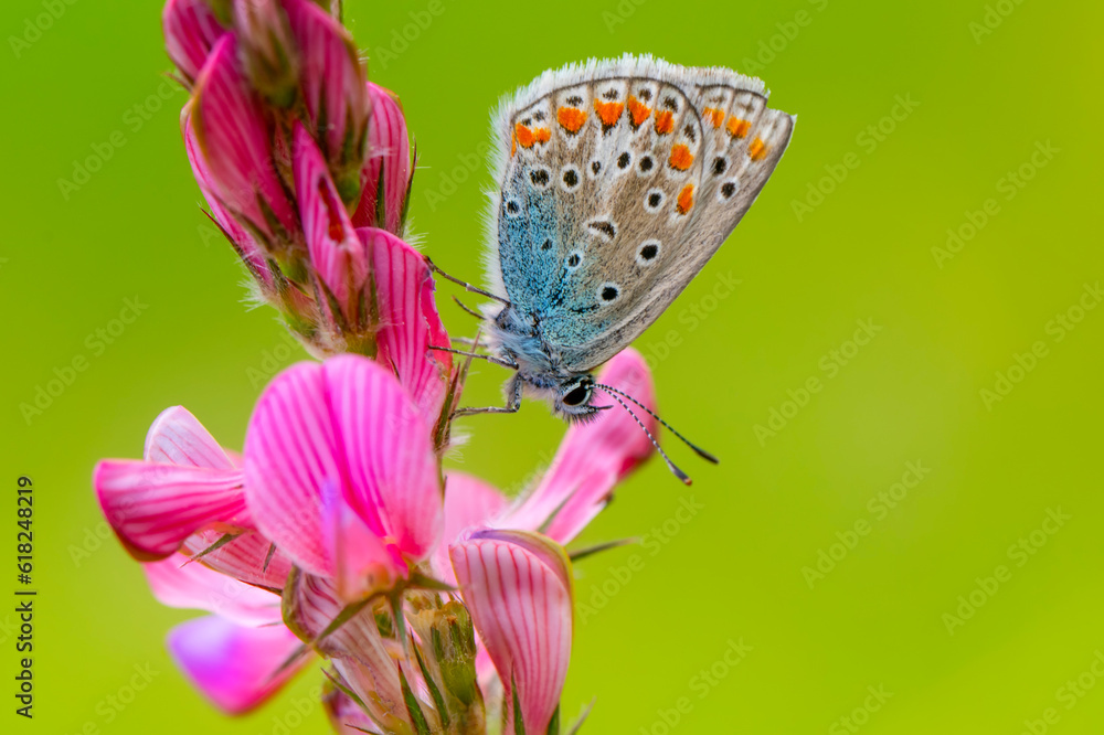 custom made wallpaper toronto digitalMacro shots, Beautiful nature scene. Closeup beautiful butterfly sitting on the flower in a summer garden.
