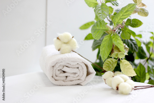 Branch with white cotton flowers on white background. Natural organic fiber, agriculture, cotton flower, raw materials for making fabric. 