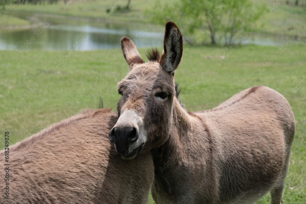 Pair of mini donkeys as farm friends in Texas spring field of green grass background.
