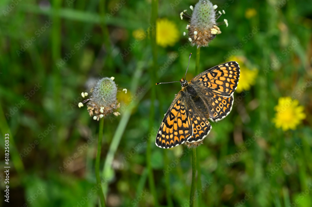 Obraz premium Glanville fritillary // Wegerich-Scheckenfalter (Melitaea cinxia) - Greece