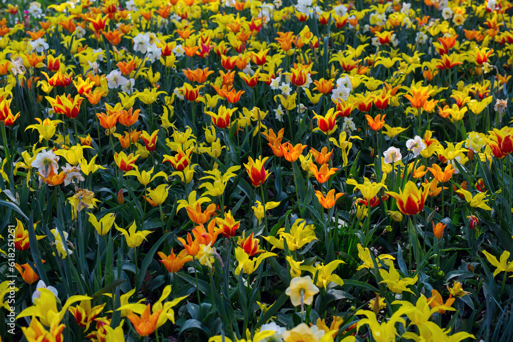 Closeup of yellow tulips and daffodils